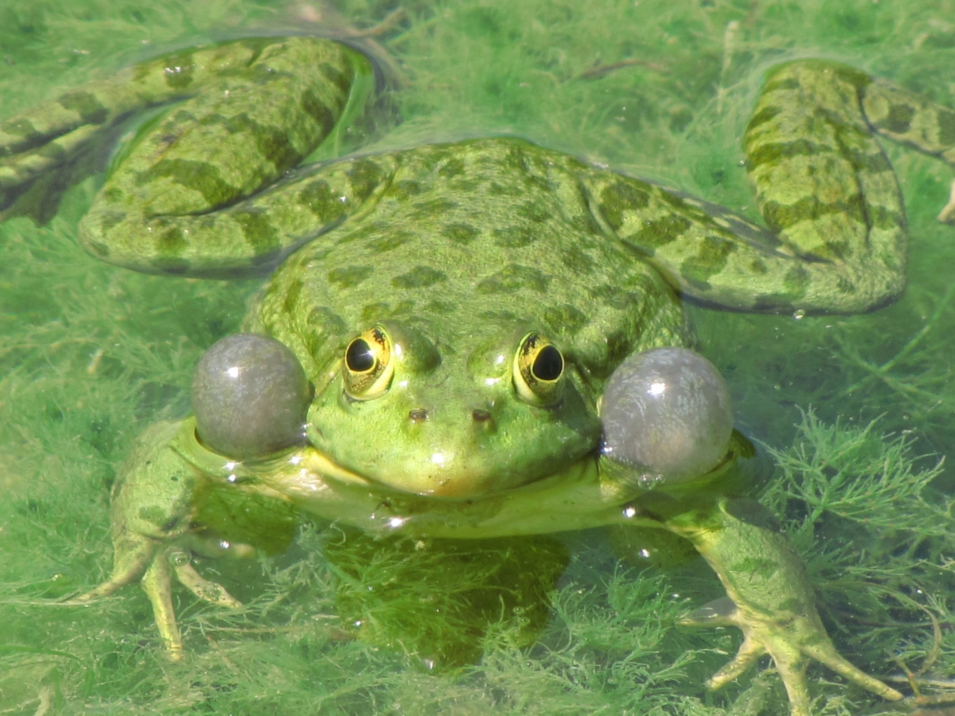 nature-wilderness-wet-animal-wildlife-wild-environment-green-biology-frog-toad-amphibian-fauna...jpg